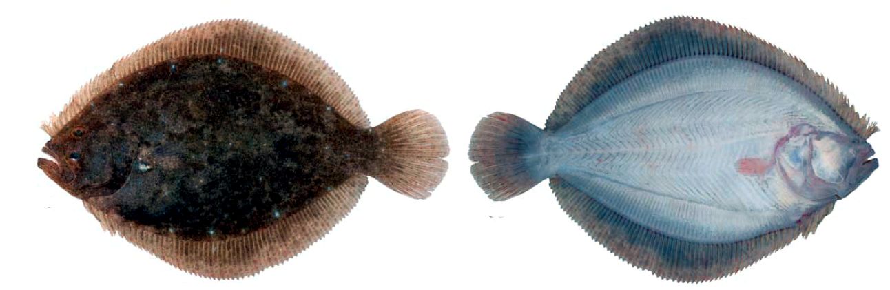 Scophthalmus rhombus_07